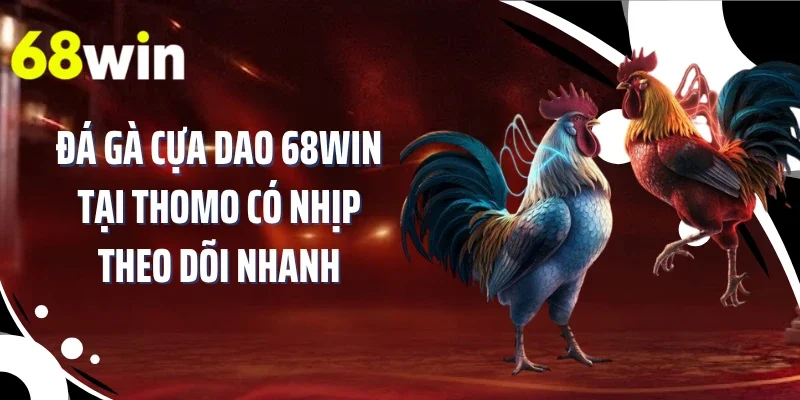 Đá gà cựa dao 68WIN tại Thomo có nhịp theo dõi nhanh