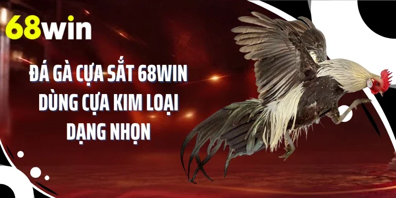 Đá gà cựa sắt 68WIN dùng cựa kim loại dạng nhọn